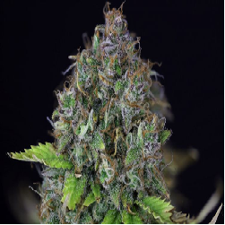 AMNESIA LEMON · Barneys Farm